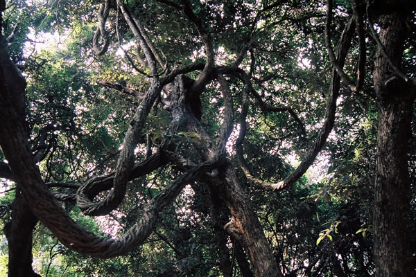 Geotours Of Hong Kong National Geopark